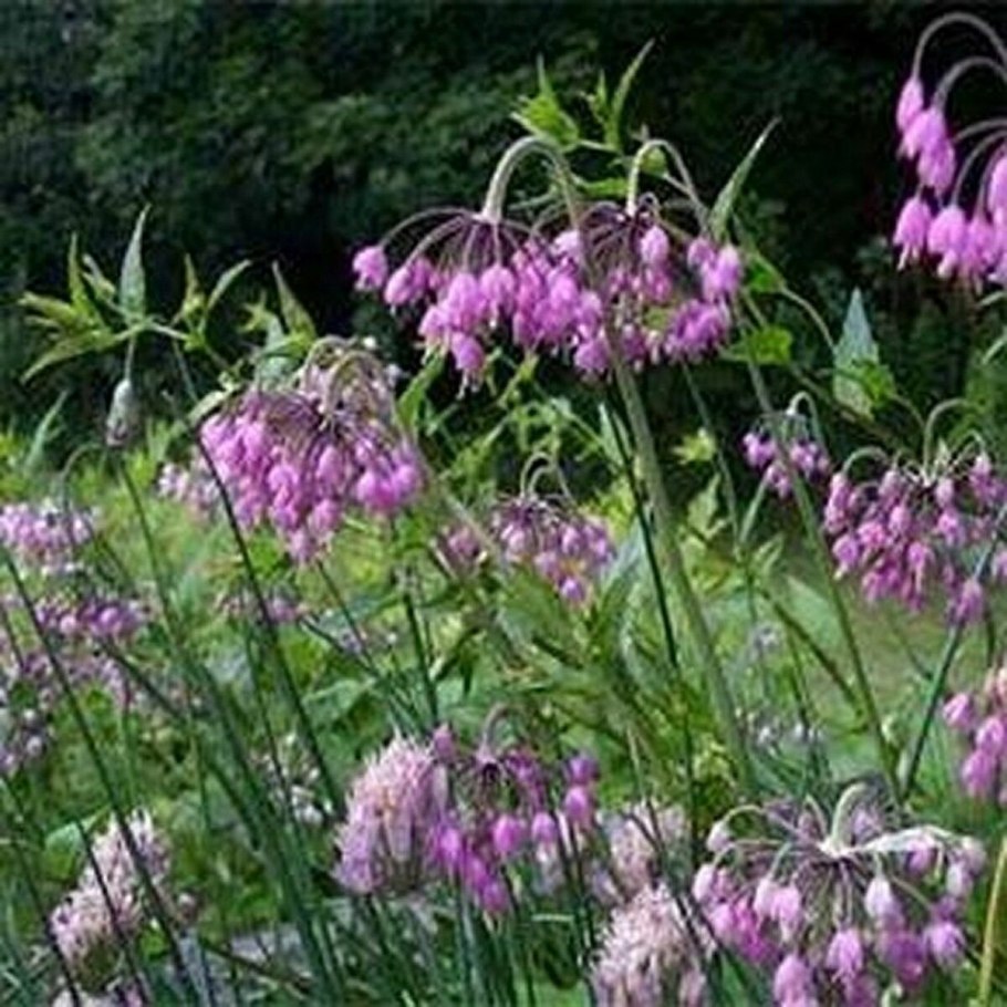 Аллиум шнитт