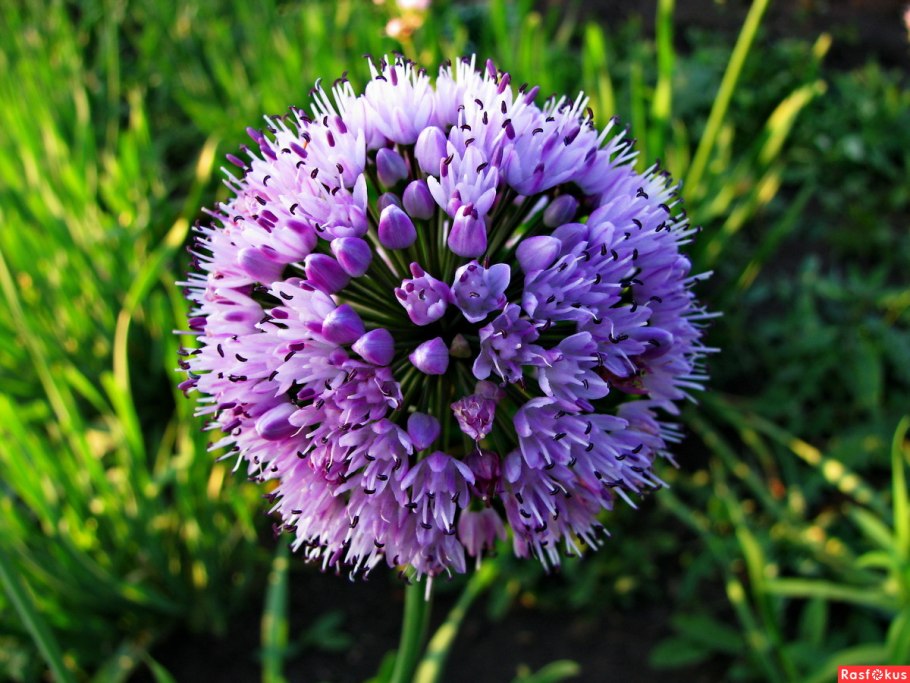 Болезни лука порея