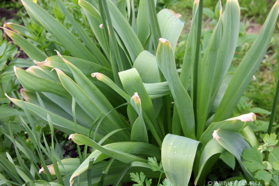 Лук (Allium cernuum) i