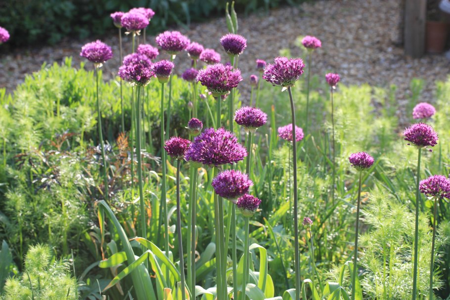 Лук батун на грядке