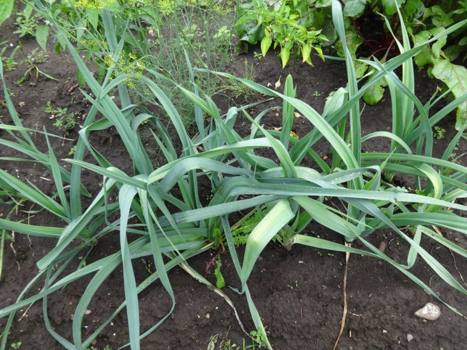 Лук репчатый Дайтон сорт