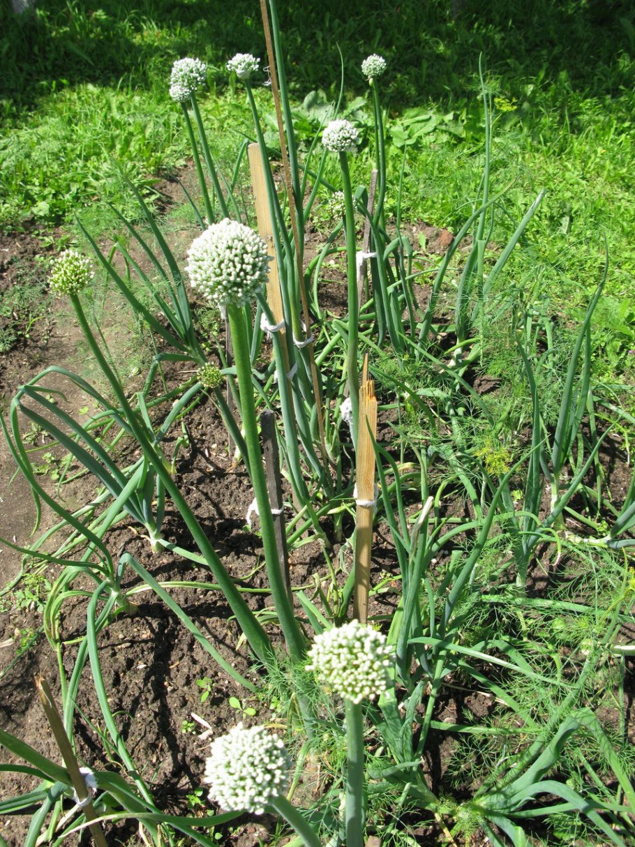 Allium cepa растение