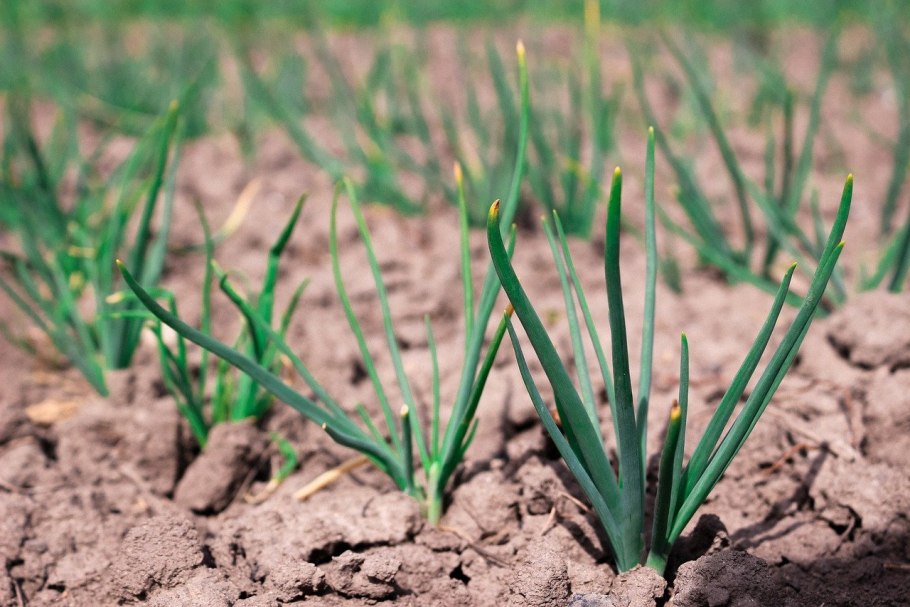 Лук Вольский выращивание