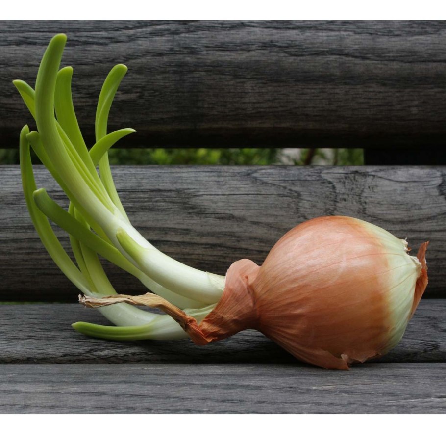 Allium Cepa растение