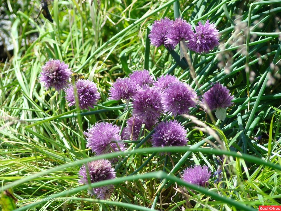 Лук хорошенький Allium pulchellum