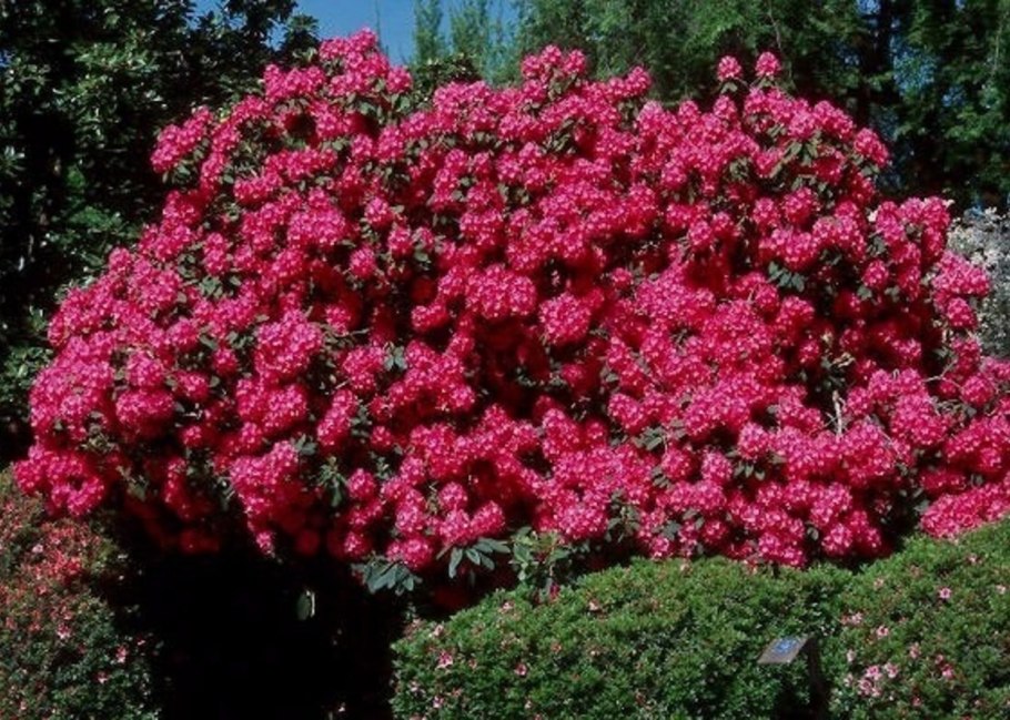 Дерево рододендрон Синтия
