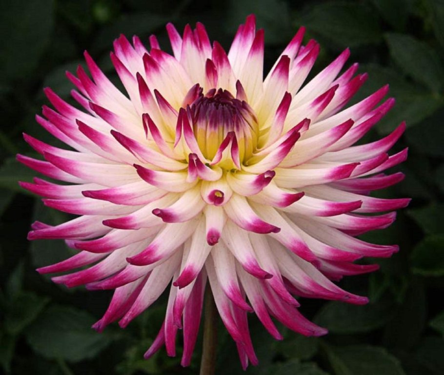 Купить георгины Лотос