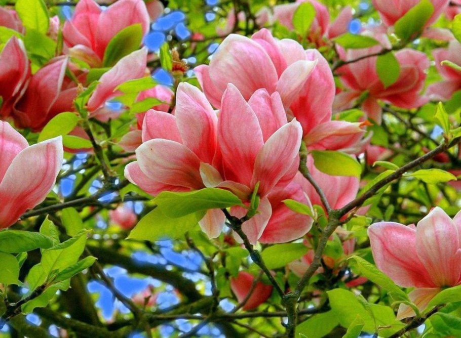 Бересклет вечнозеленый кустарник