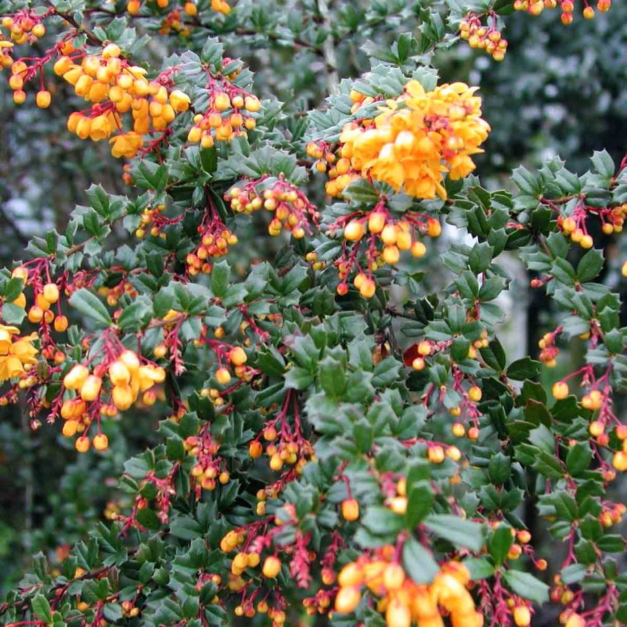 Азалия рододендрон древовидная