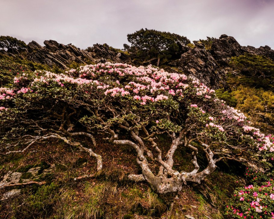 Азалия дерево