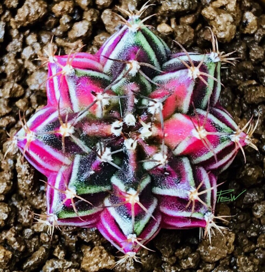 Гимнокалициум вариегата