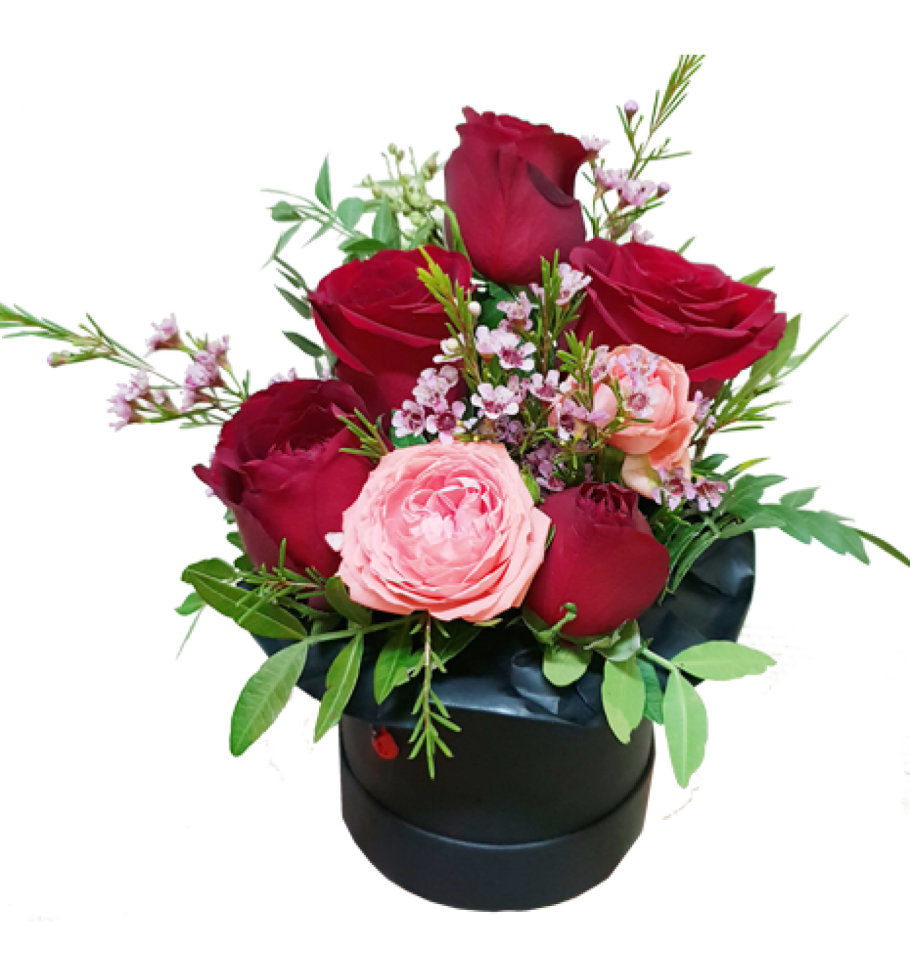 Хоста бордюрная