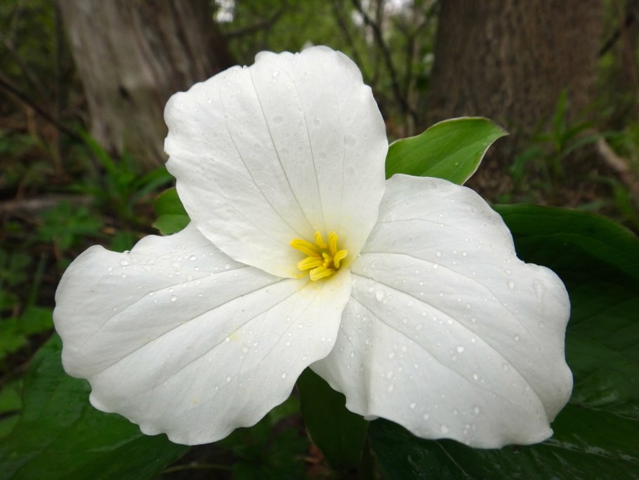 Георгина Винтер Спрингс