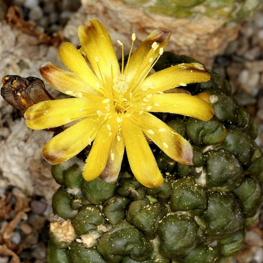 Цинтия Кактус