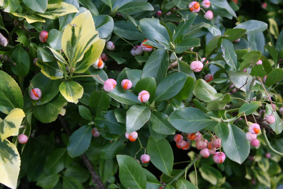 Калатея ролепикта Грин