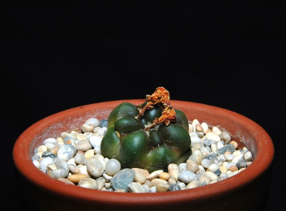 Цинтия Кактус