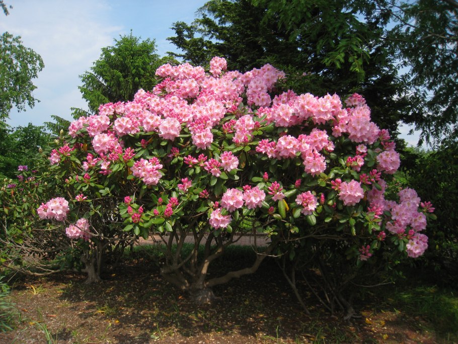 Азалия рододендрон древовидная
