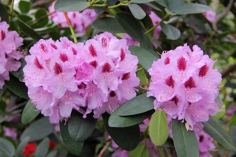 Азалия рододендрон дерево