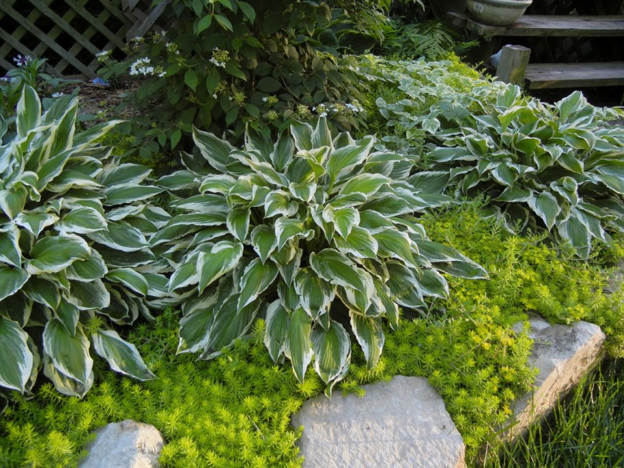 Синтия цветок