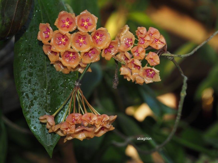Гимнокалициум звёздчатый