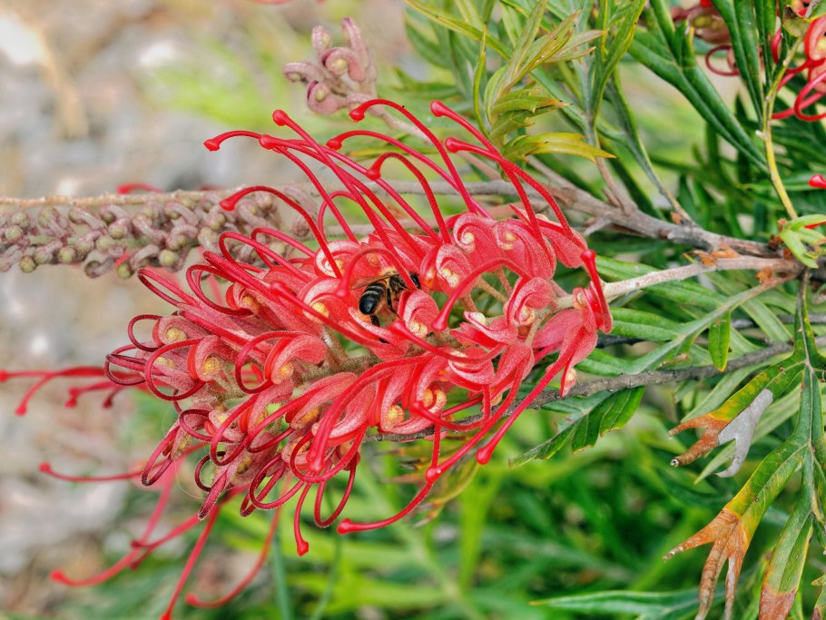 Гревиллея Иванхоэ