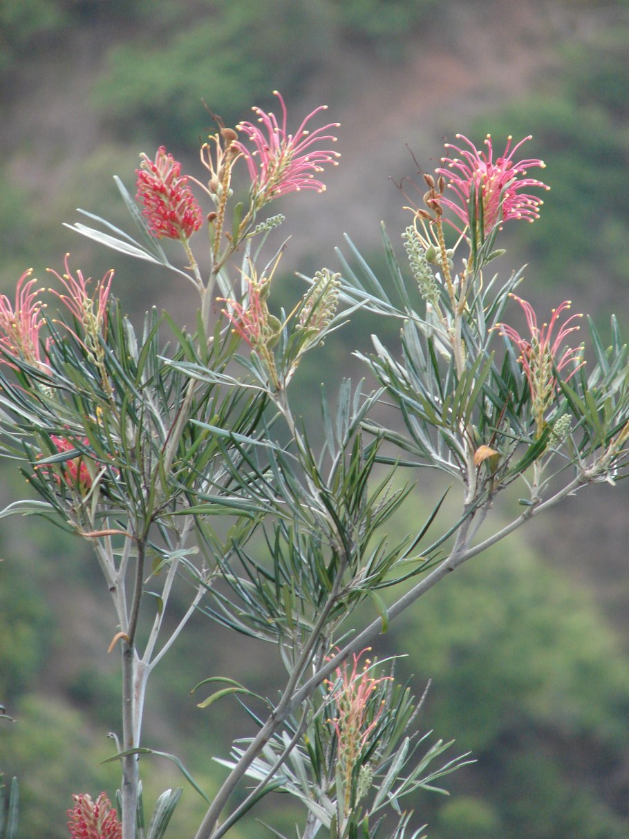 Гревиллея Джонсона