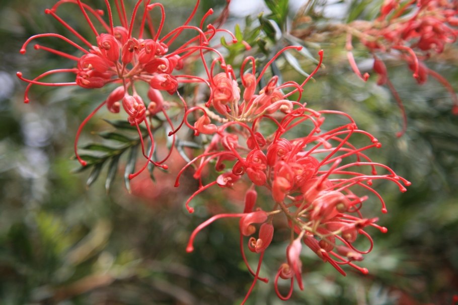 Гревиллея Бэнкса Grevillea banksii Израиль