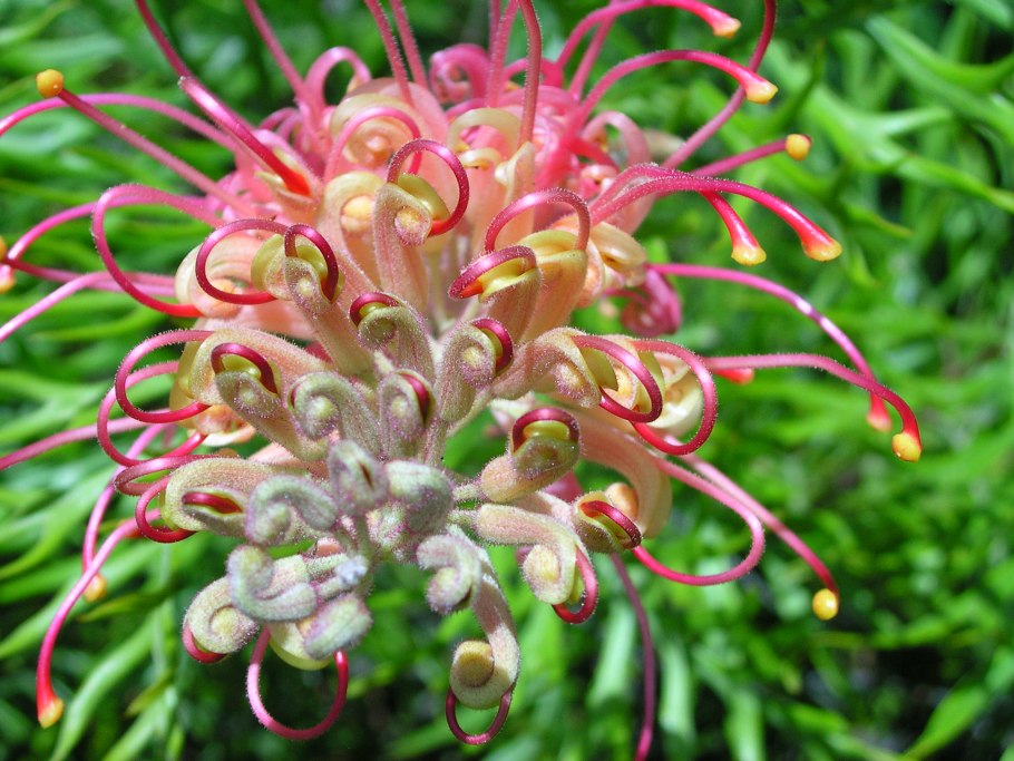 Grevillea robusta