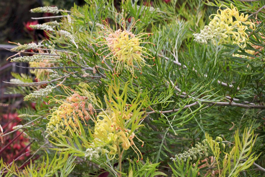Grevillea peaches and cream