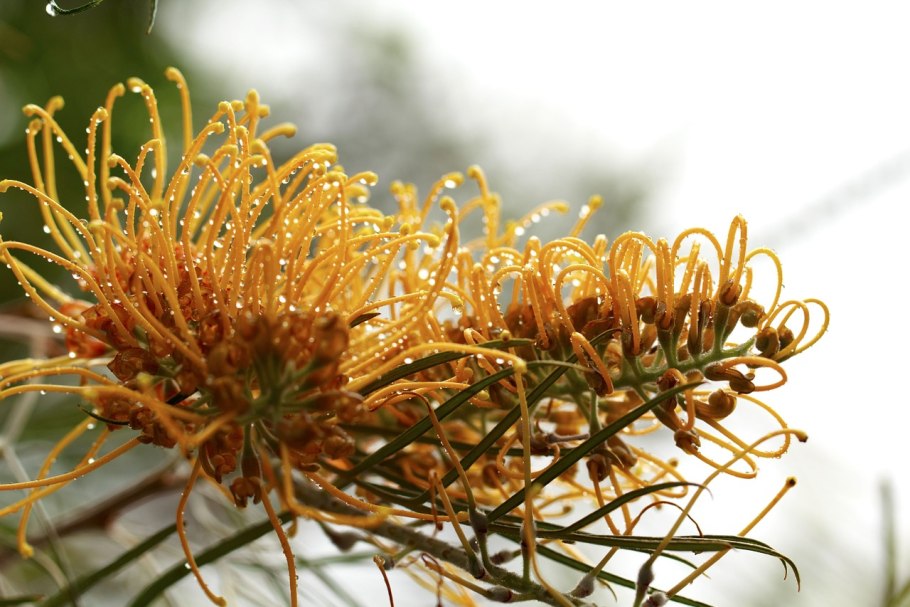 Grevillea honey gem
