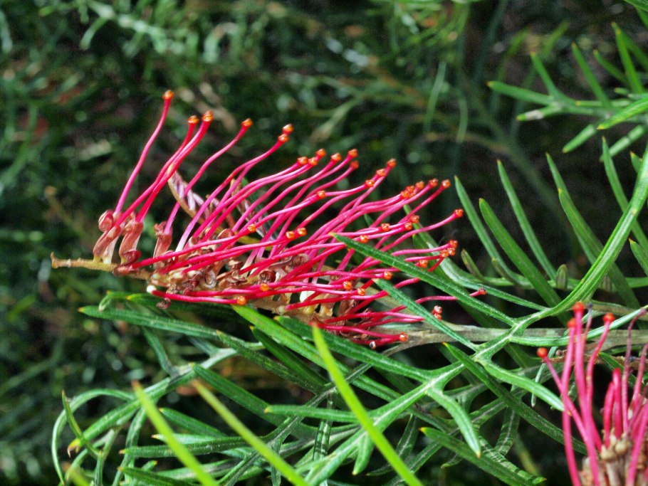 Grevillea juniperina -гревиллея можжевеловая