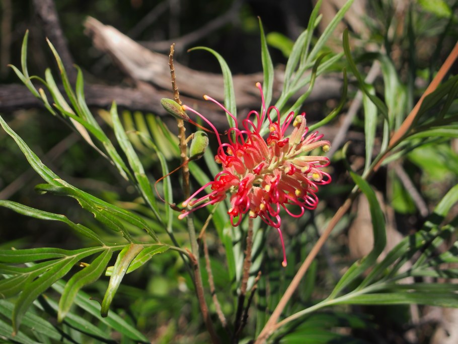 Grevillea banksii