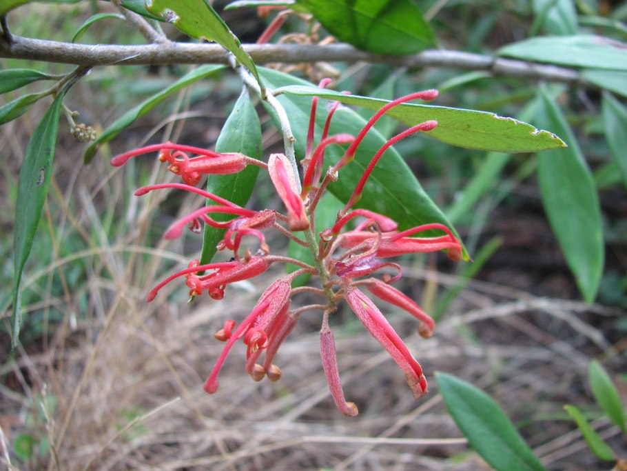 Grevillea victoriae