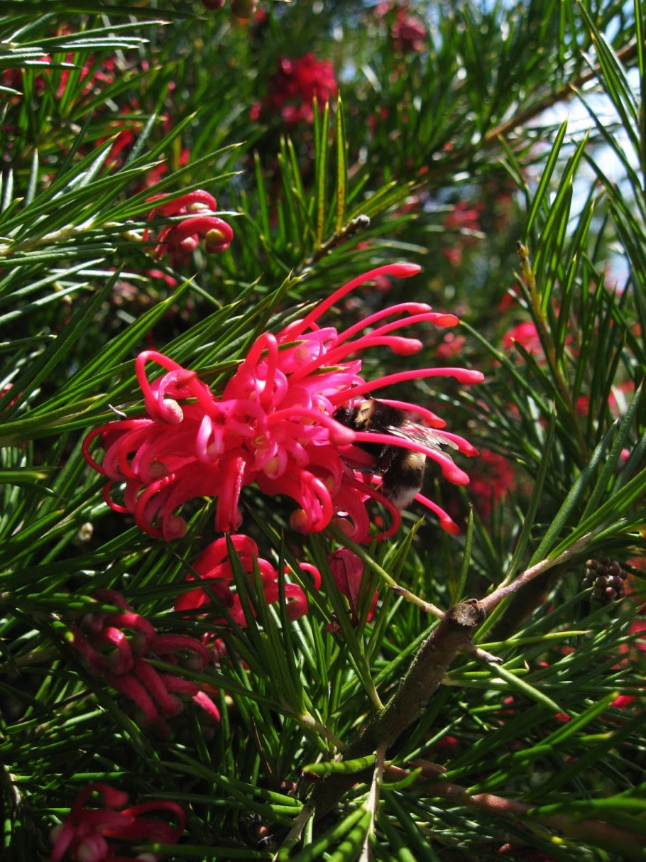 Grevillea rosmarinifolia