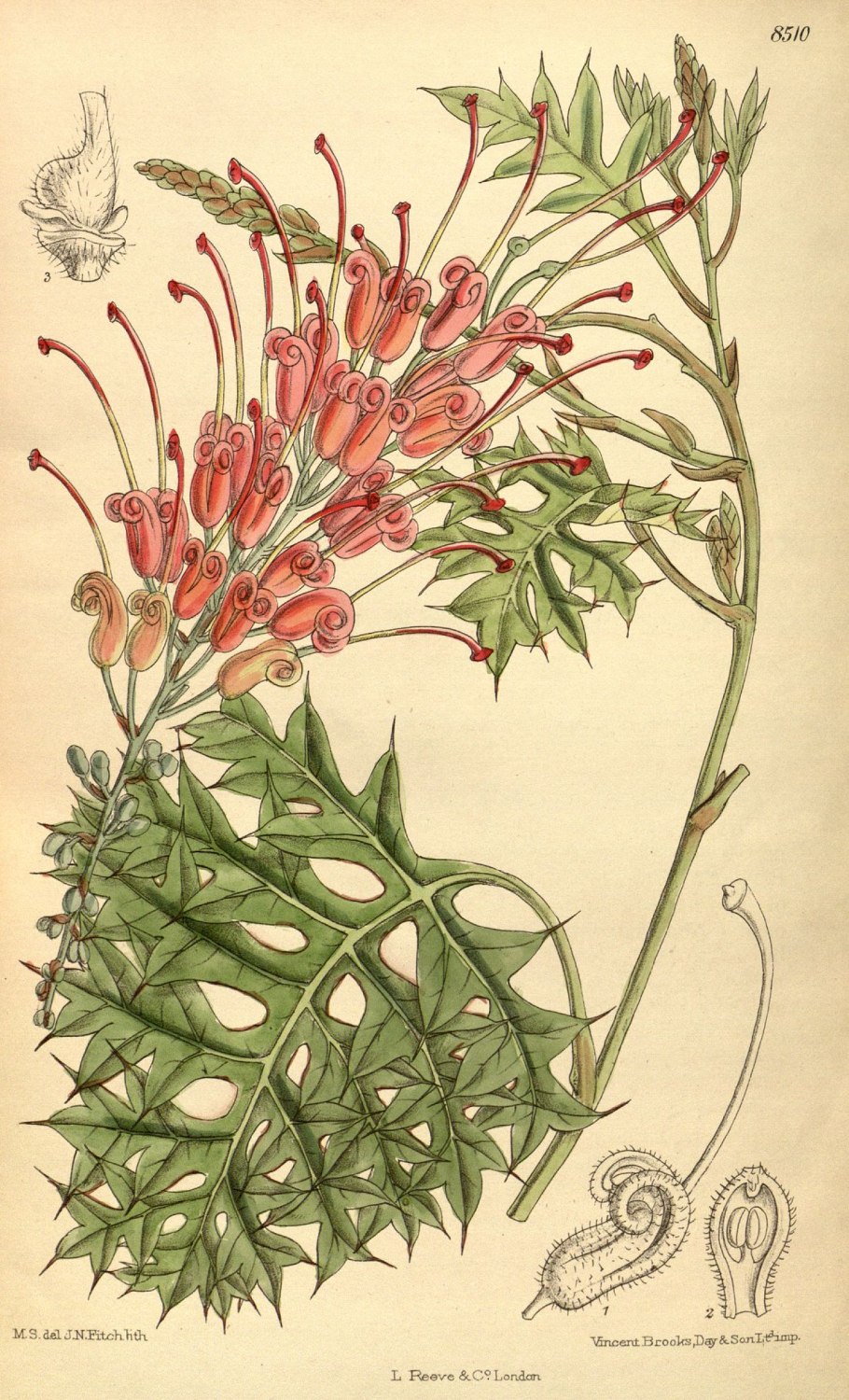 Гревиллея рисунок