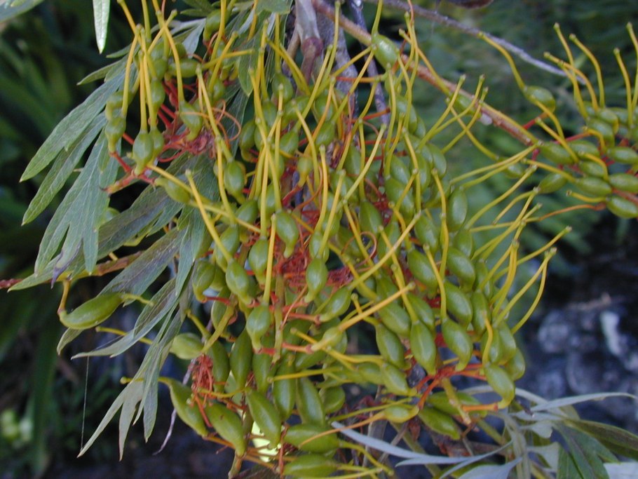 Гревиллея зеленый остров