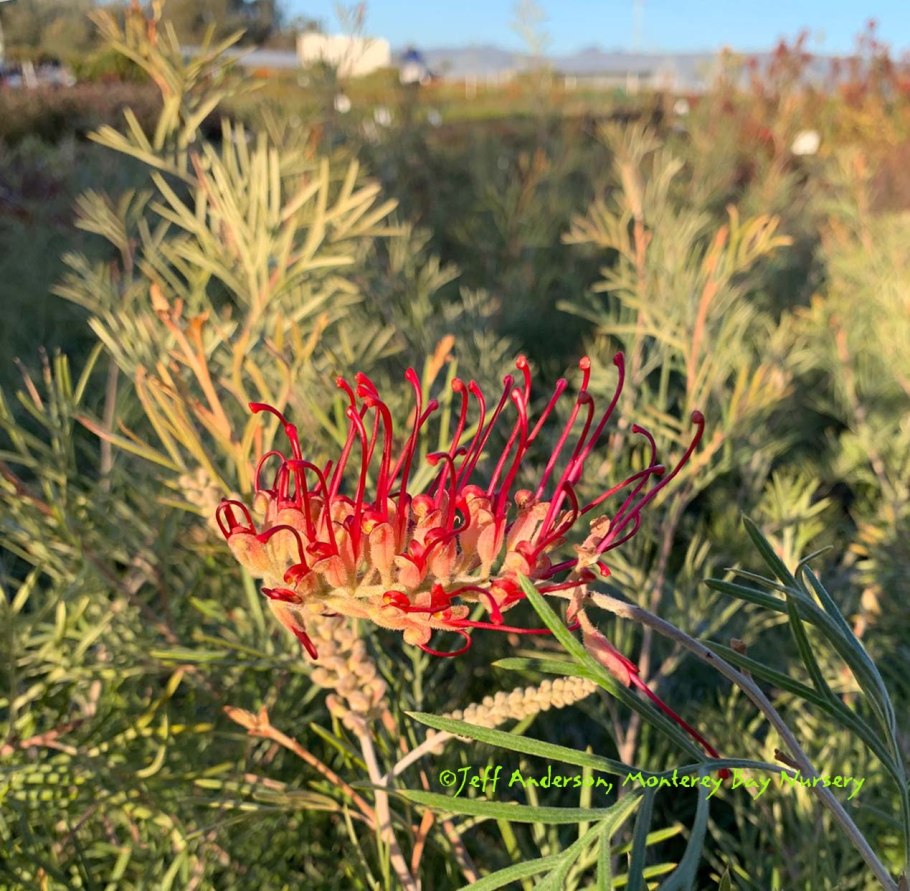 Гревиллея бенкса