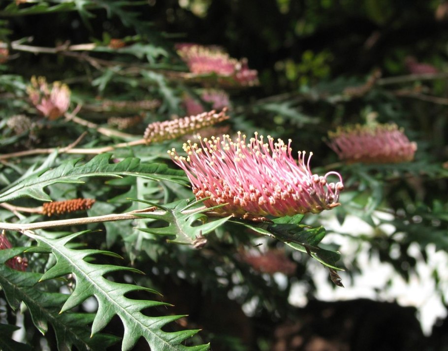 Grevillea aspleniifolia