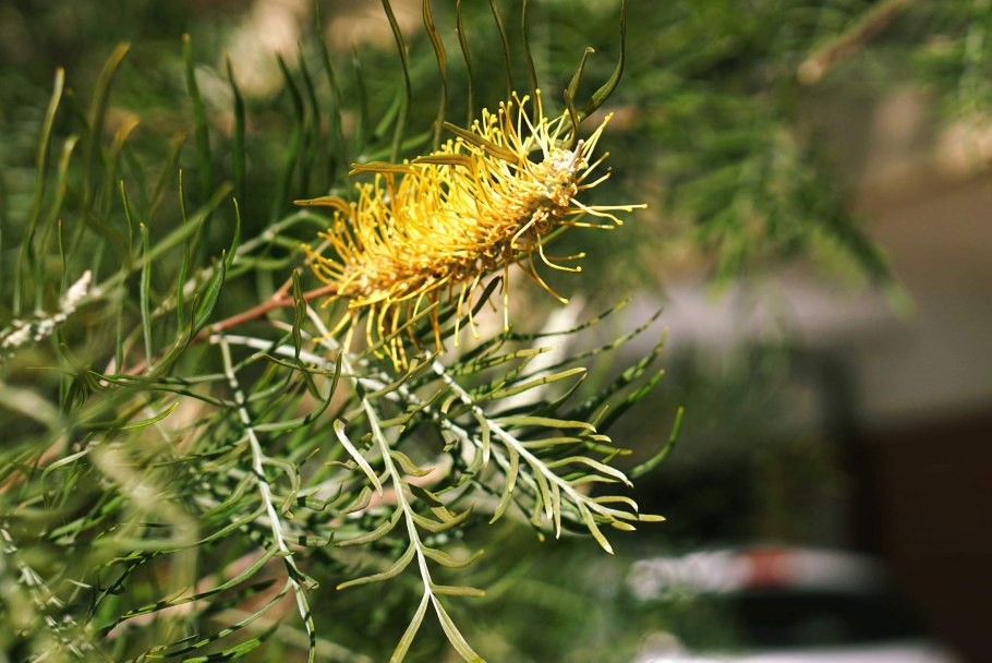 Гревиллея шерстистая