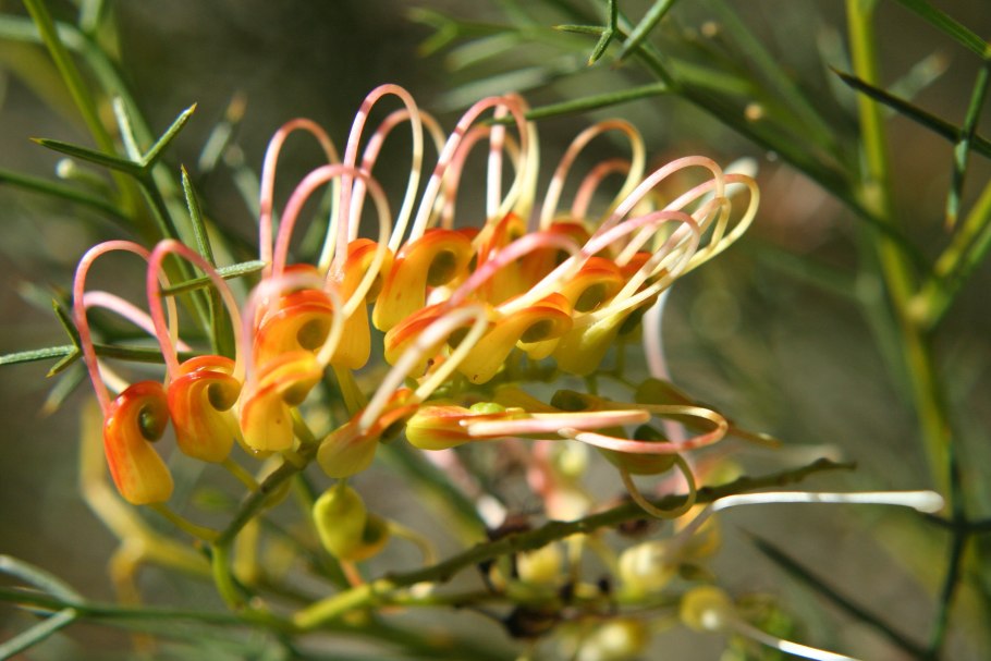 Grevillea dielsiana