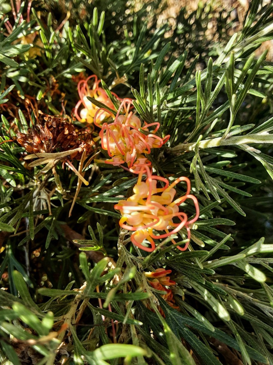 Grevillea speciosa