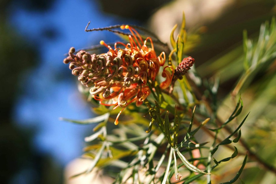 Гревиллея можжевеловая