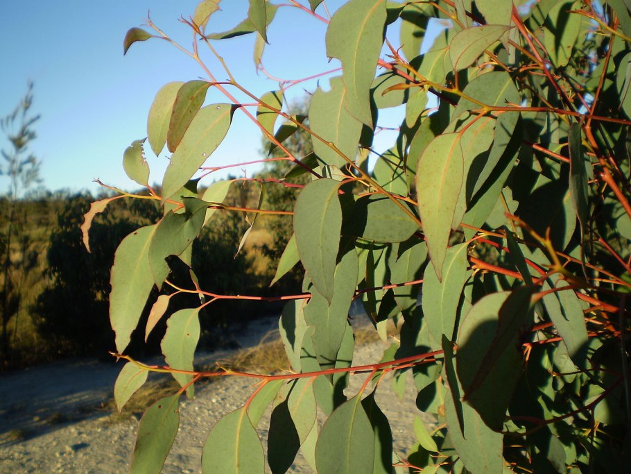 Eucalyptus tree