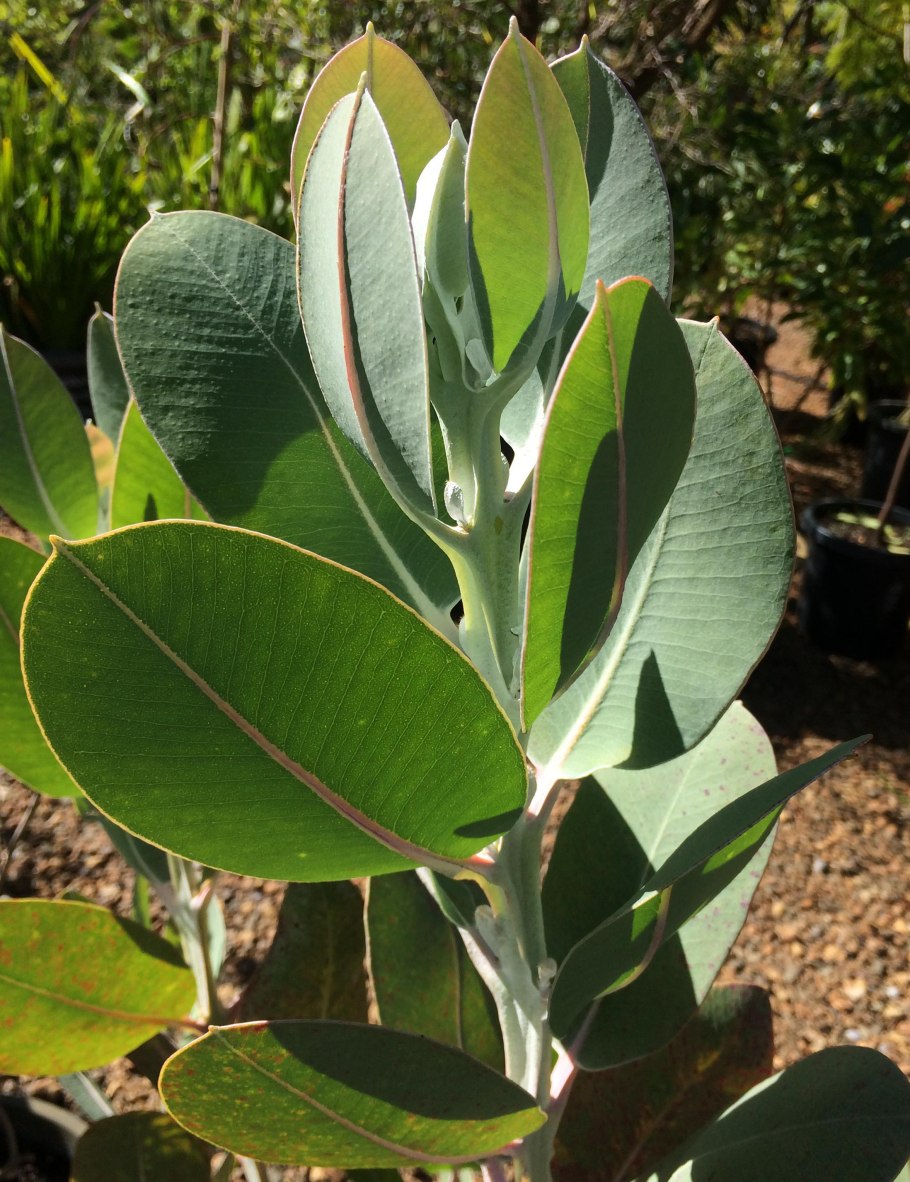 Эвкалипт коробочконосный