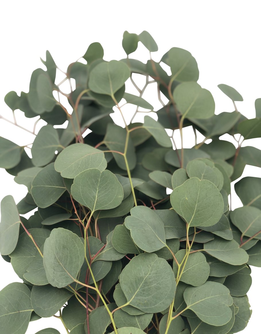 Эвкалипт прутовидный фото