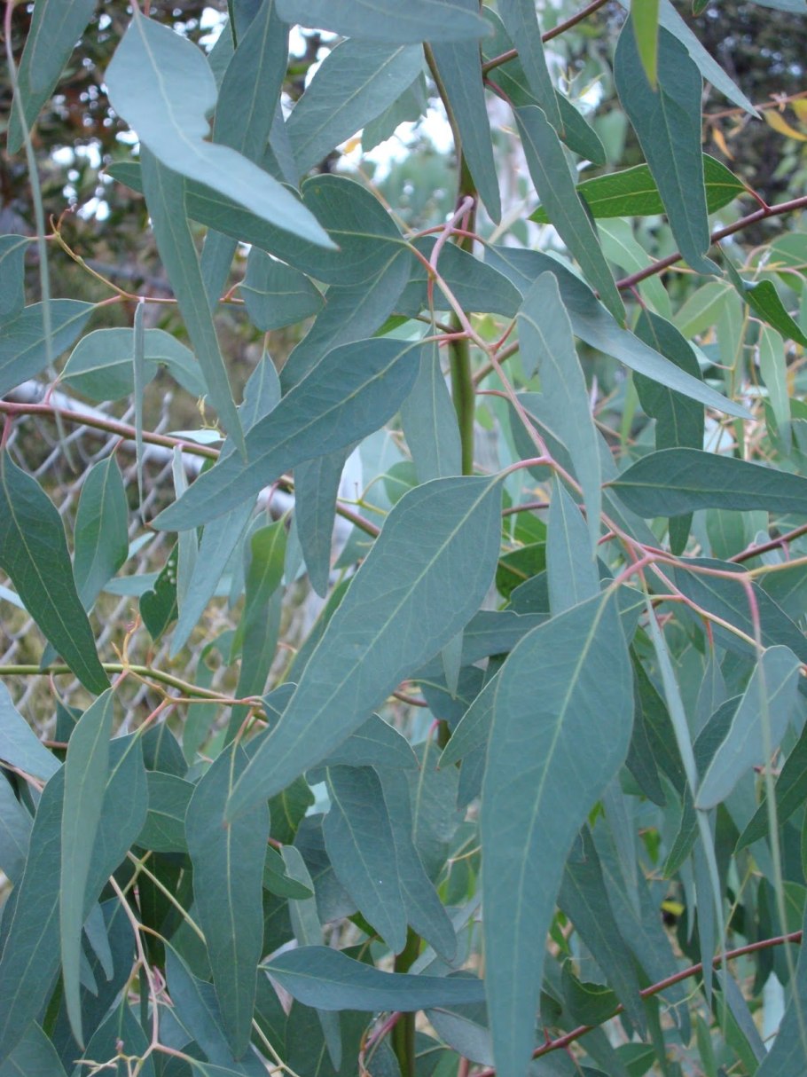 Eucalyptus pauciflora