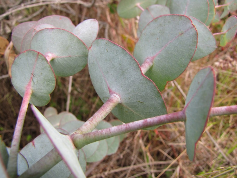 Эвкалипт cinerea