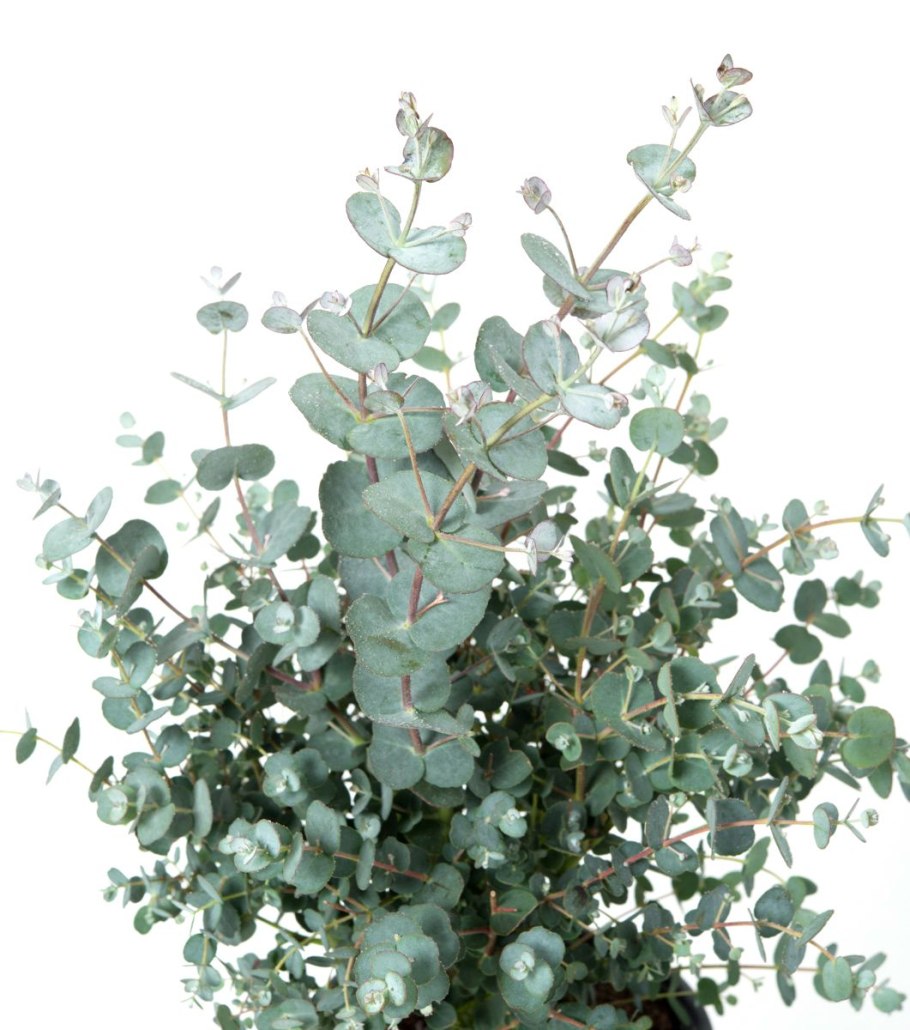 Эвкалипт polyanthemos