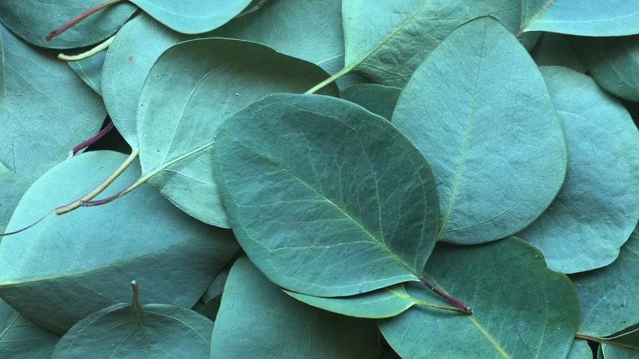 Эвкалипт монетчатый