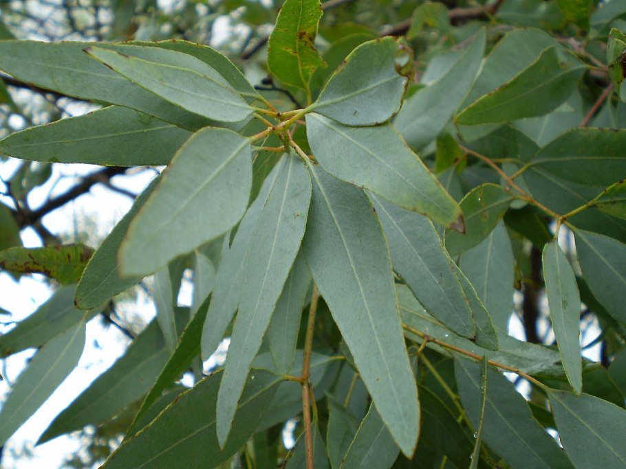 Eucalyptus staigeriana